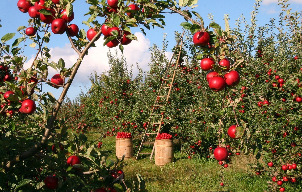 Äppelodling i trädgården
