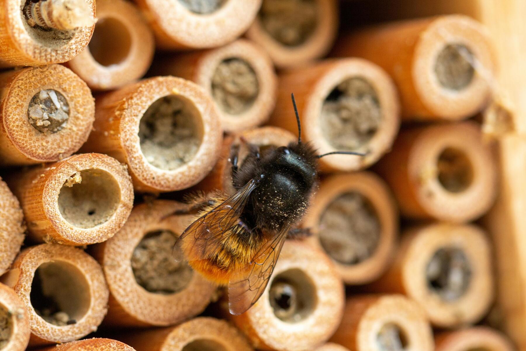Att bygga ett insektshotell: Främja biologisk mångfald i din naturliga trädgård