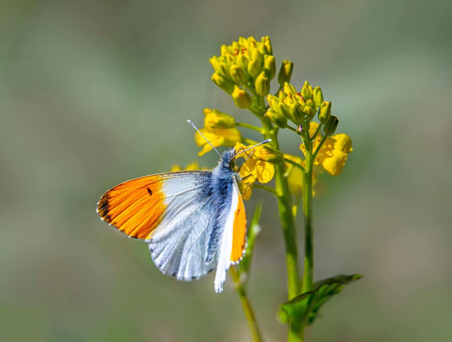 Att locka till sig fjärilar till din trädgård: en guide för biologisk mångfald