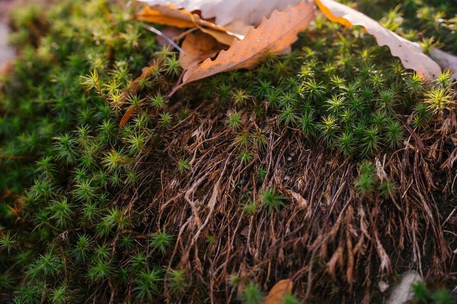 Den magiska världen av mossa: Skapa en moss-trädgård i ditt eget utomhusrum