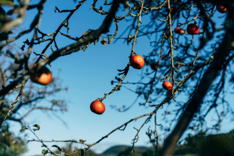 Vinterbeskärning av fruktträd – En komplett guide